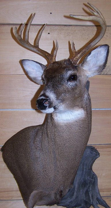 deerUPPED1