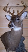 deerUPPED1